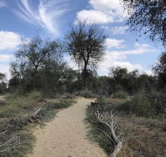 Desert trail in the UAE